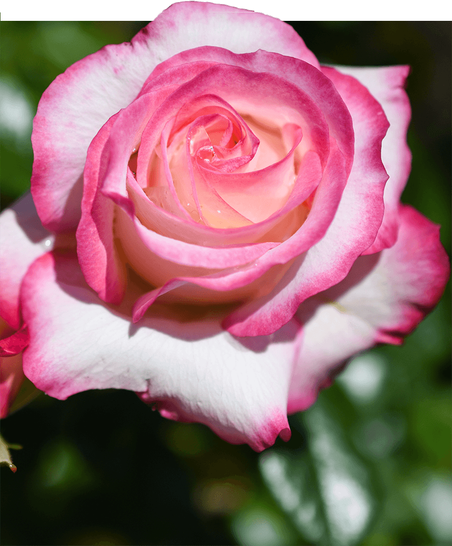 pink rose
