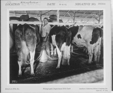 D1 - Dairy