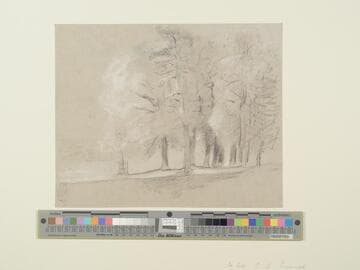 Tree Study