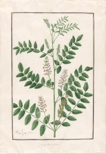 Licorice Root (glychyrrhiza glaba)