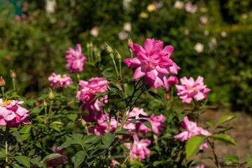 Rosa 'Old Blush'