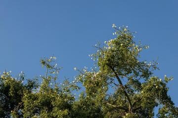 Ceiba insignis
