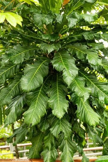 Ficus pseudopalma