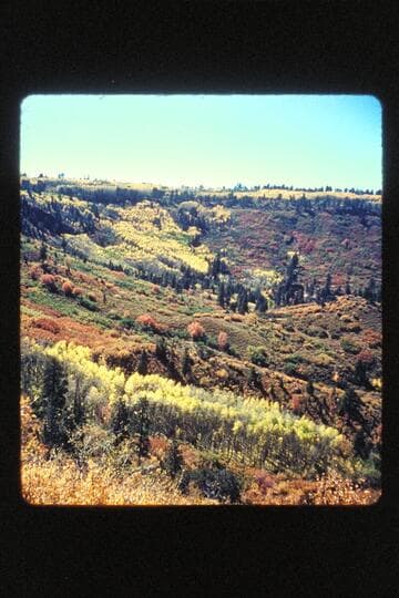 Aspens, jeep trip