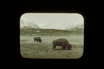 Bison