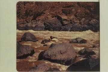 Portage of the "Mexican Hat III." Duane Bishop is with the boat which is to be eased by line into the cove below