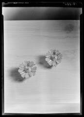 Go to image 9.
