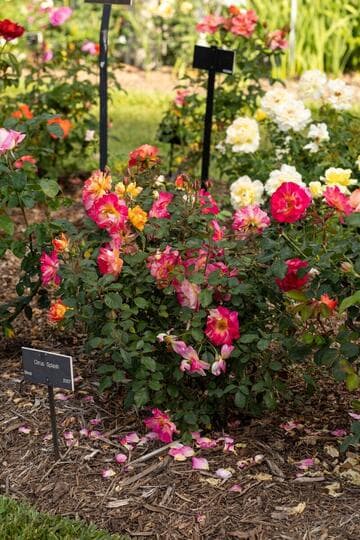 Rosa 'Citrus Splash'