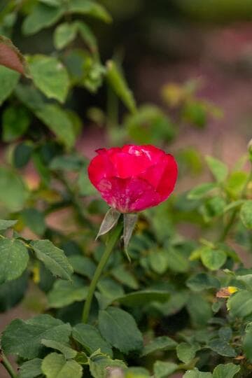 Rosa 'Double Delight'