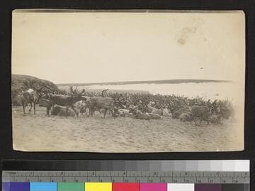 Herd of caribou