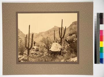 An Arizona garden