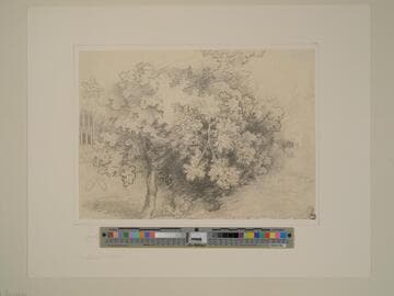 Oak Tree