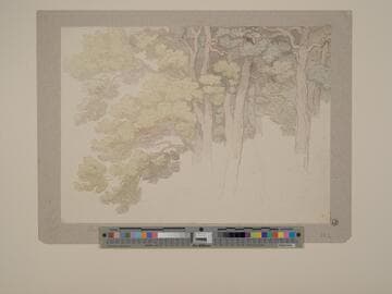 Tree Study
