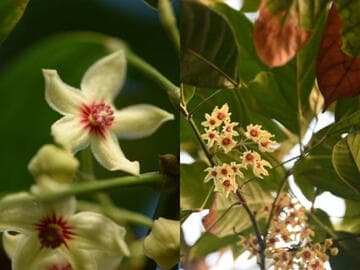 Cola acuminata