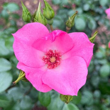 Rosa 'First Light'