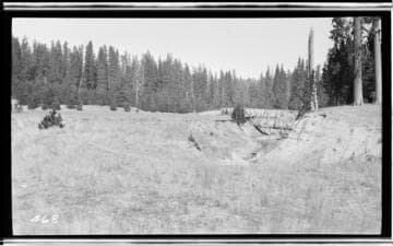 Meadow in a forest
