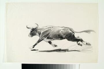 Charging Steer