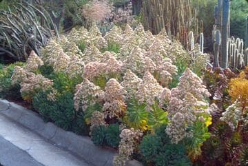 Aeonium percarneum