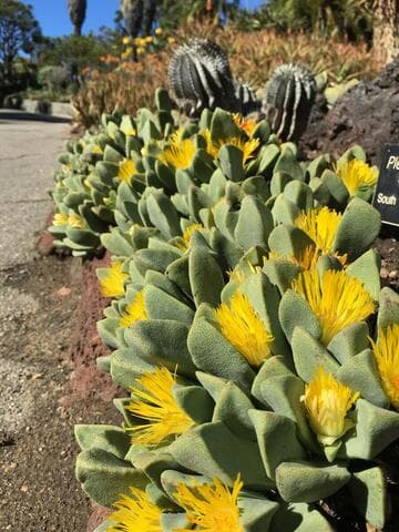 Pleiospilos peersii