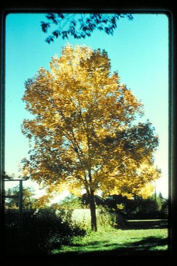 Tree, Torrey