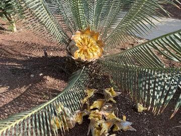 Dioon sonorense