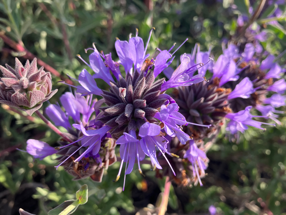 ) Cleveland Sage Cleveland Sage (Salvia clevelandii) is a hardy, fragrant shrub native to the Southwest