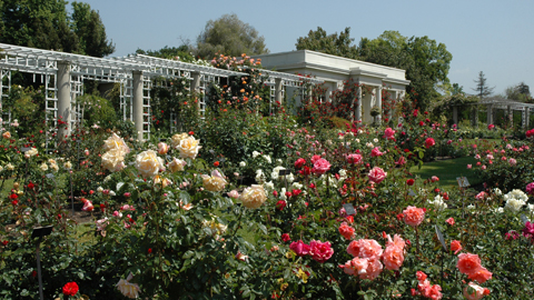 A view of the garden in spring, around late April. A view of the garden in spring, around late April.
