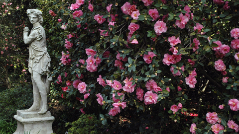 Camellia 'Brigadoon' in the North Vista Camellia 'Brigadoon' in the North Vista