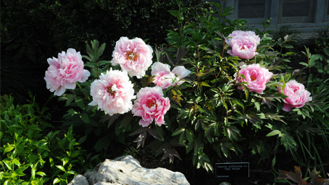 Peonies in the Chinese garden Peonies in the Chinese garden