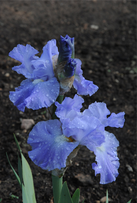 rainbows_lower Iris