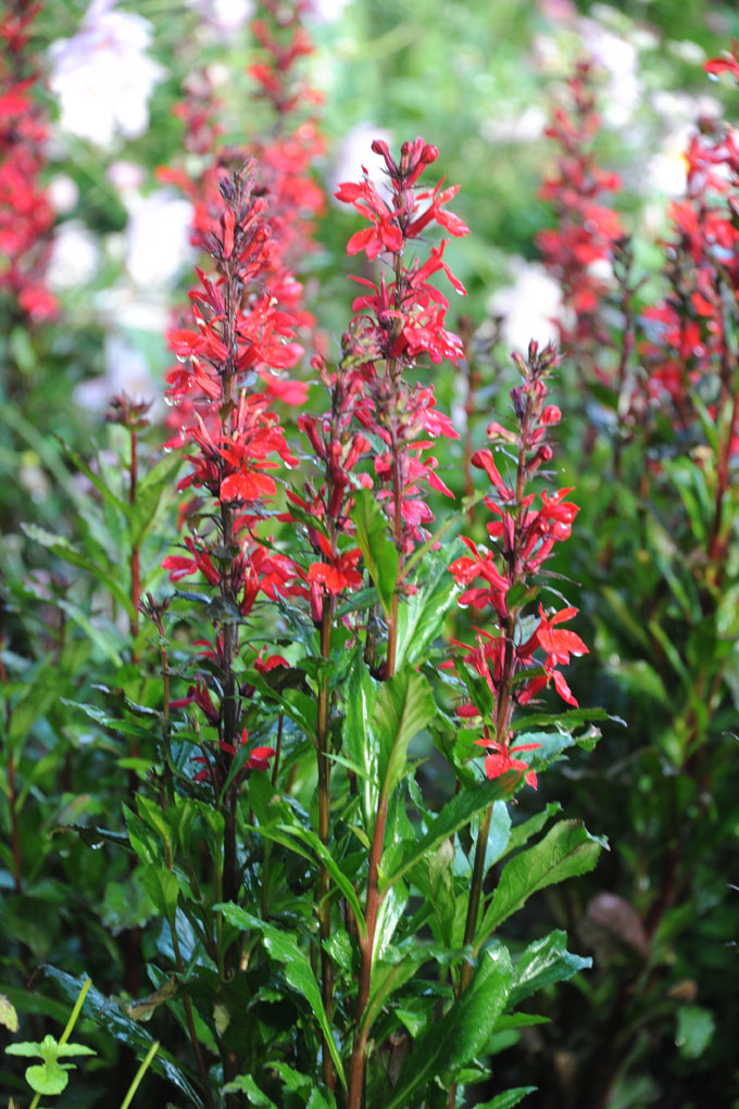 Red flower Red flower