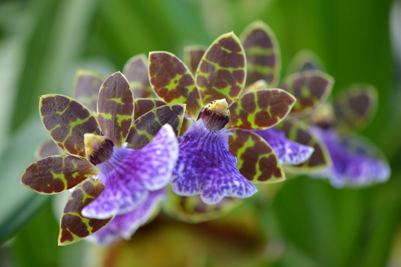 Orchid-2012-0202-A Zygopetalum kiwi geyser 'Jamie'