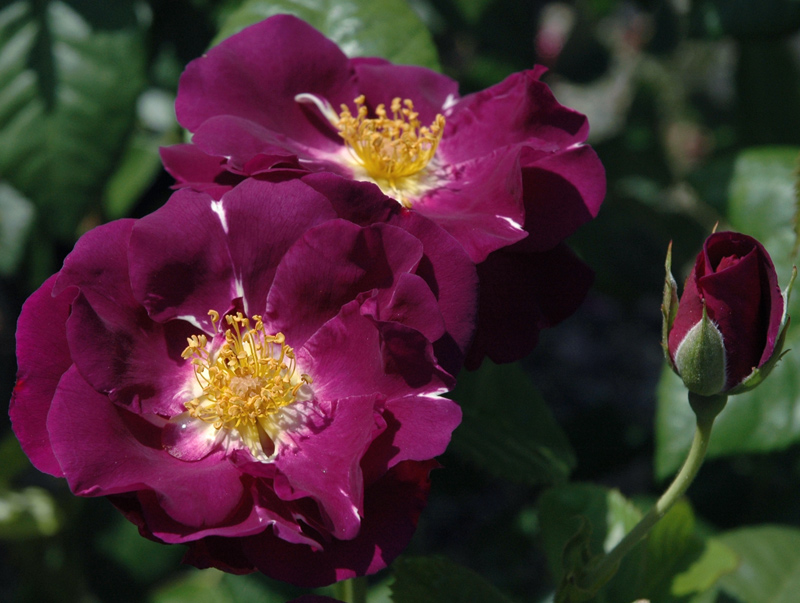 Rhapsody in Blue rose Rhapsody in Blue rose