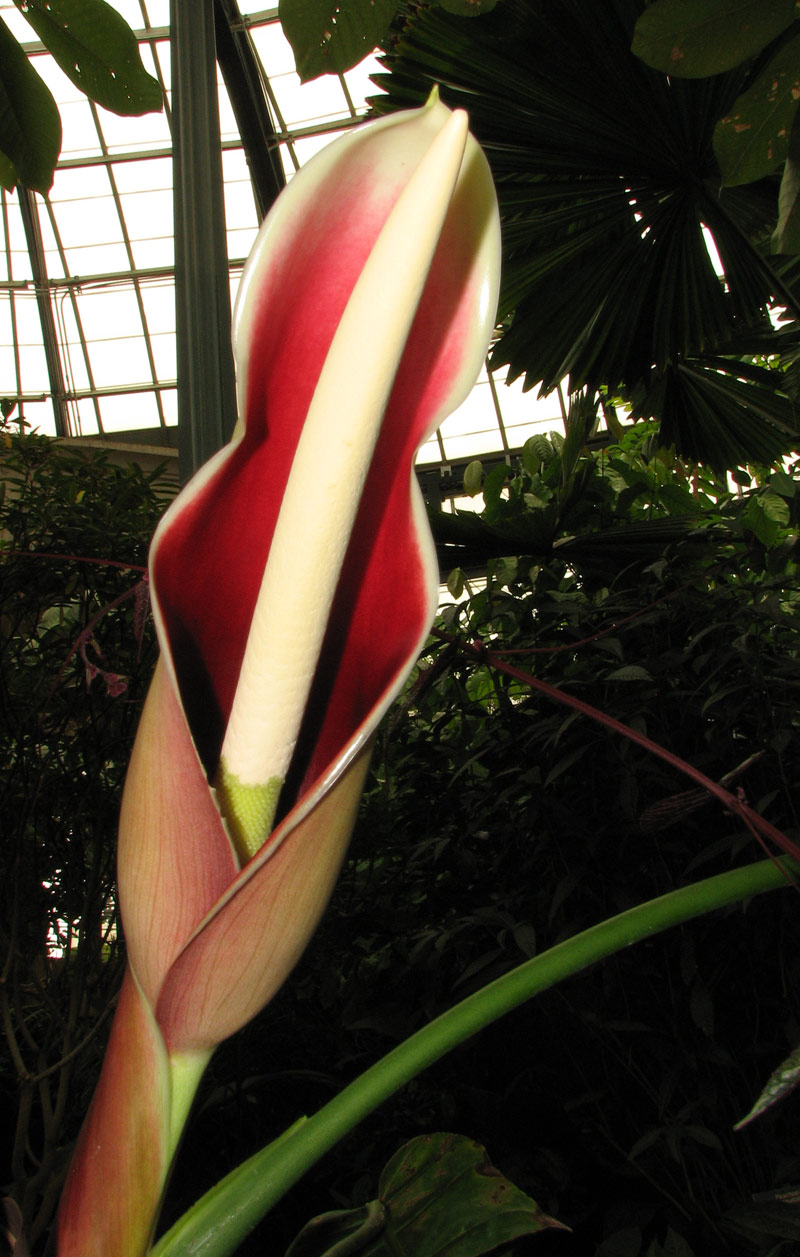 Philodendron patriciae flowering in the Conservatory Philodendron patriciae flowering in the Conservatory
