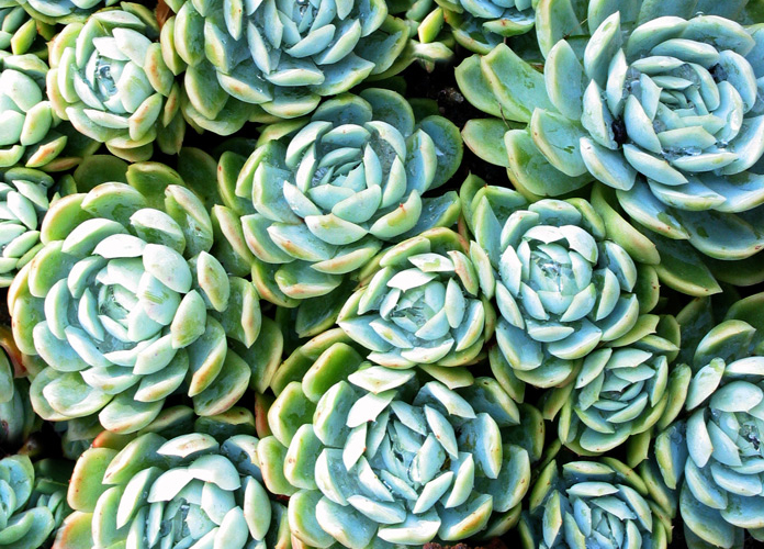 Echeveria elegans succulents Echeveria elegans succulents