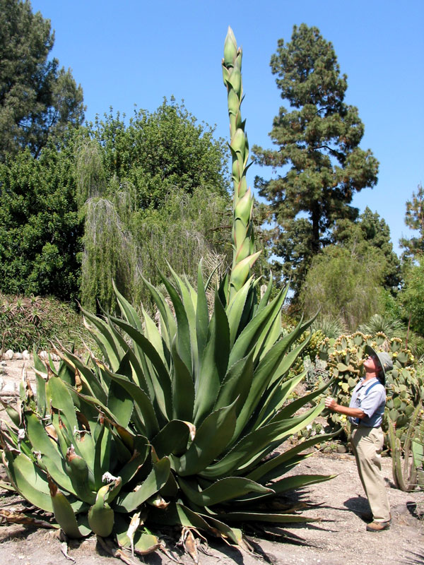 Gary Lyons inspects an agave Gary Lyons inspects an agave