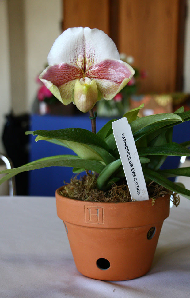 Paphiopedilum Evie Cutting